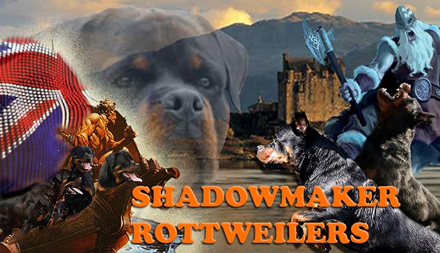 Shadowmaker Rottweilers